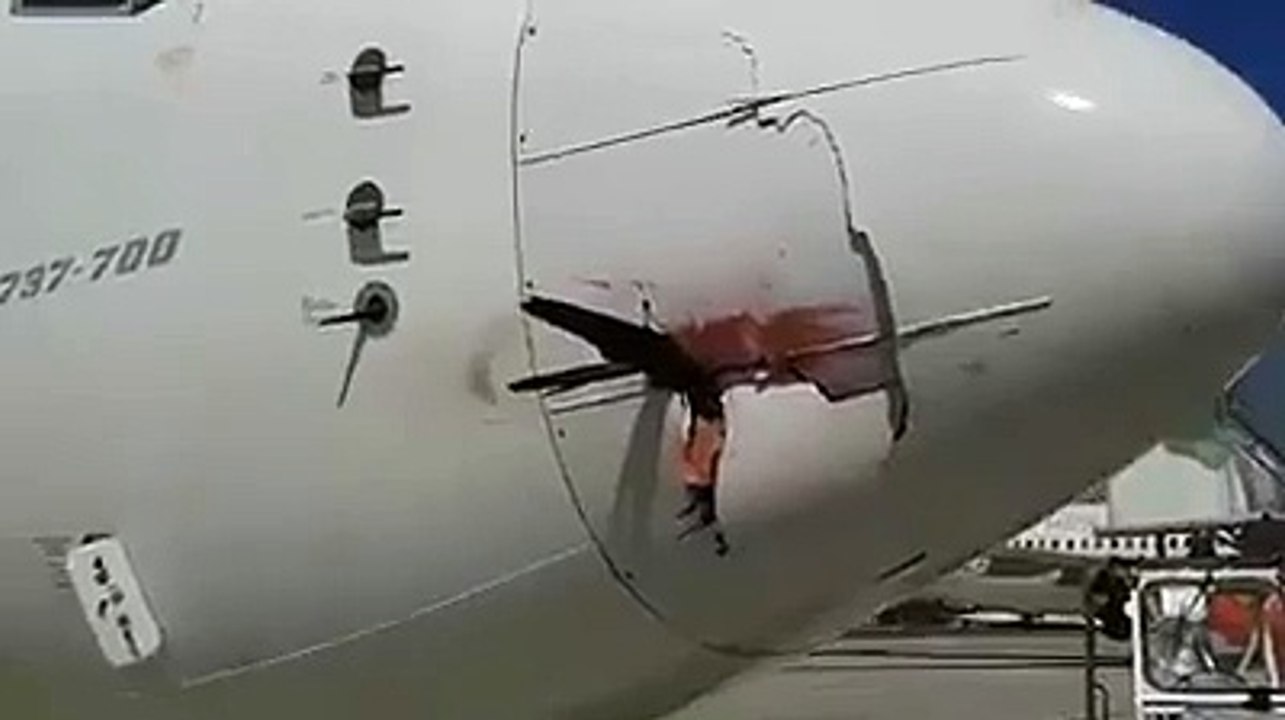 bird attack on the airplan 2015