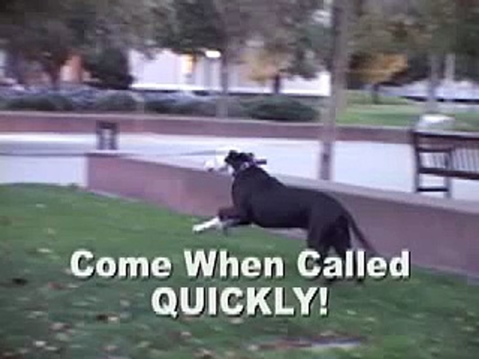 How to Break Up a Dog Fight Without Getting Bitten