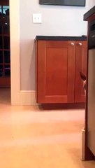 Funny Dog - Grand Opening