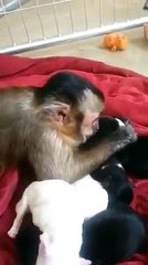 A monkey meets puppies