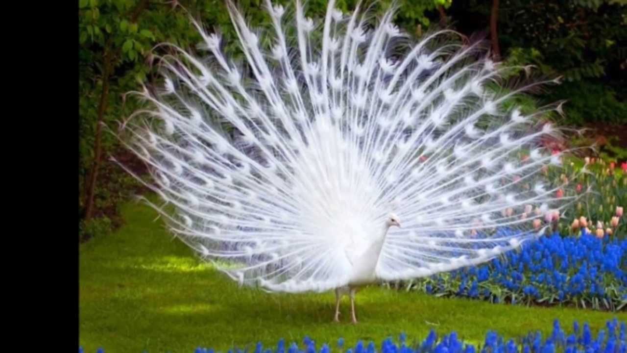 Beauty of The World Full HD