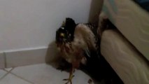 Gavião ocupa quarto em apartamento em Vitória