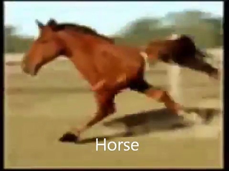 Retarded Running Animal