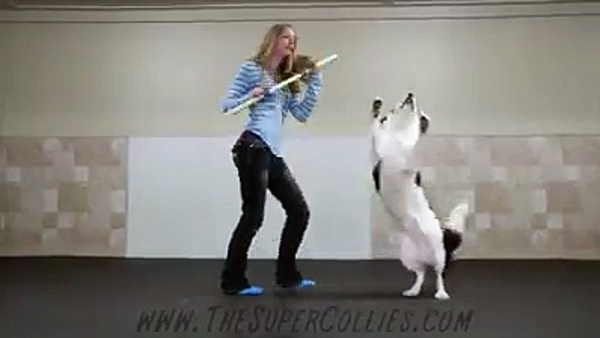 The store dog dance