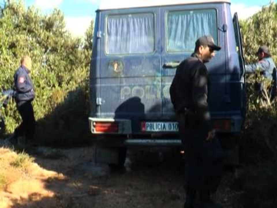 VLORE,KAPEN 2 TONE KANABIS OPERACIONI "SHEN VASILI 2014", POLICIA ARRESTON 7 PERSONA LAJM