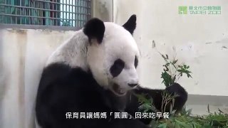 Baby panda with her mom