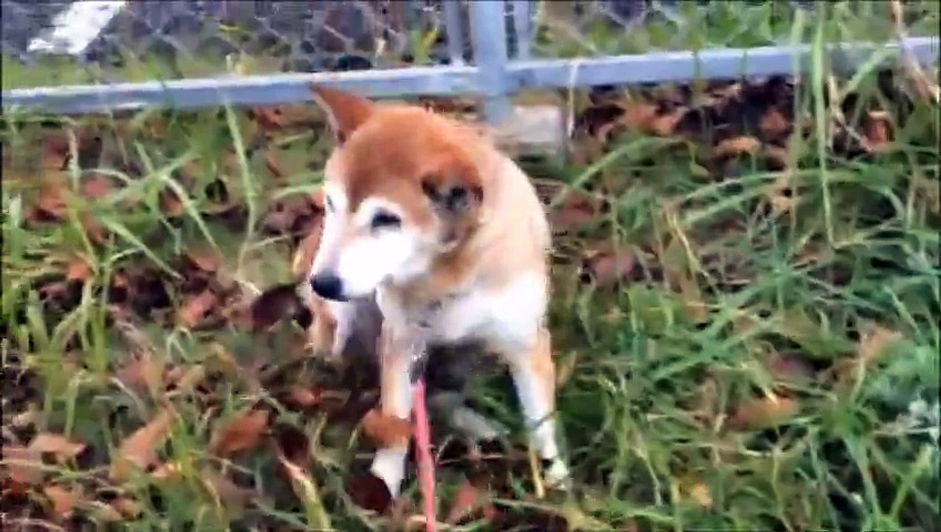 ⁣柴犬　もも　うんちのあとに座り込む。。。