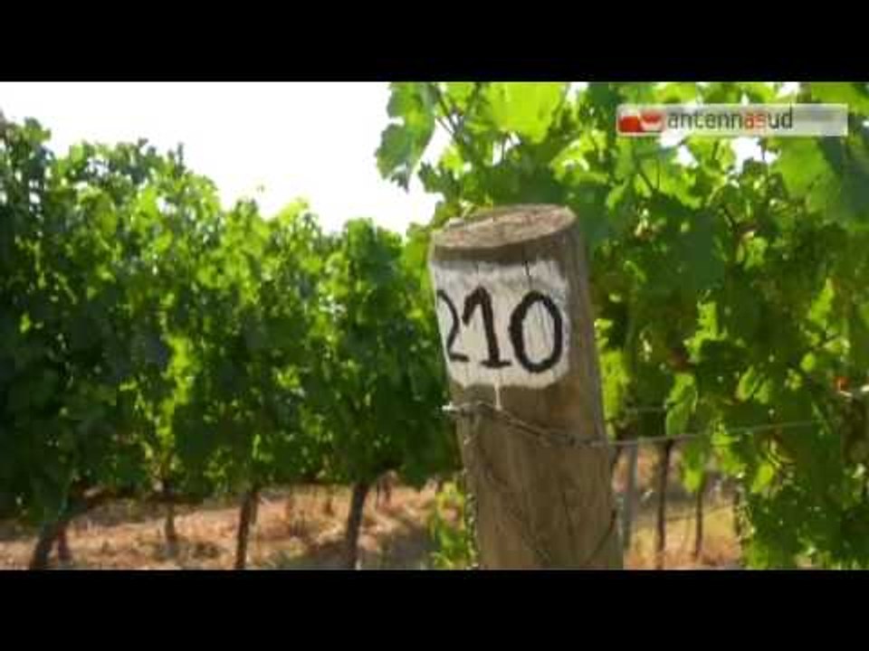 Tg Antenna Sud -  Xylella,  salve le barbatelle