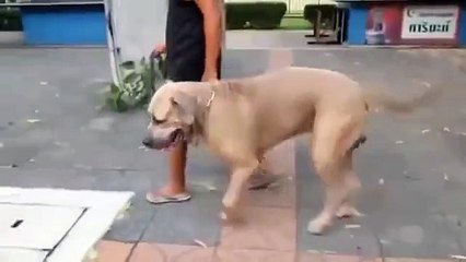 Yavruları için Canını Hiçe Sayan Kedi