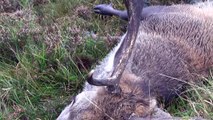 The Shooting Show Skye stags in the rut PLUS the Browning Ultra XT