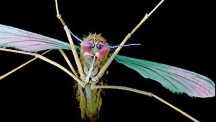 Mutant mosquitoes 'resist malaria'