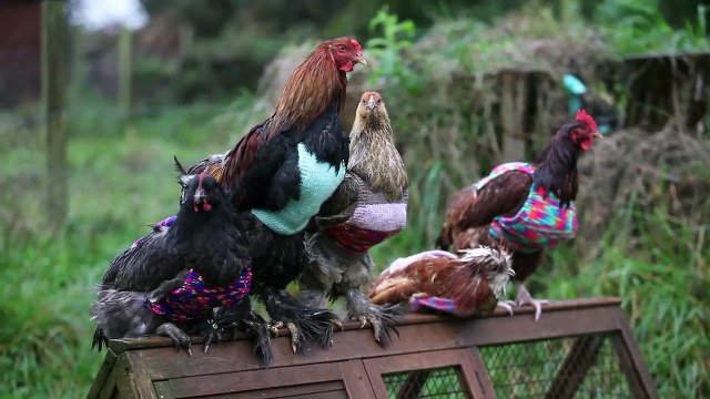 Ces poules en pull ont la cote