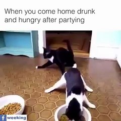 Drunk Cat Funny Video