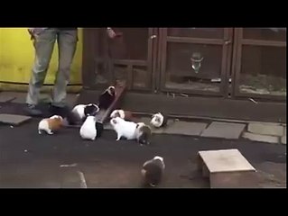 Cute Rabbits Going Home