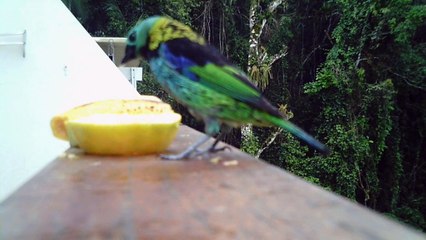 Birdwatching, Praia do Matarazzo, Ubatuba, SP, Brasil, 24 de 11 de 2015, (7)