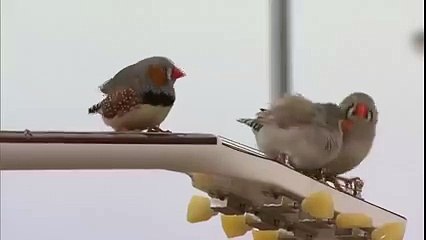 Des oiseaux jouent de la guitare au Radio Canada Arts et divertissement