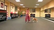 Smart dog dances with his owner... So cute indian choreography