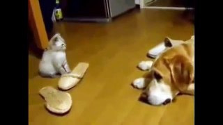 Funny Cat Videos For Kid - Funny Cat Videos