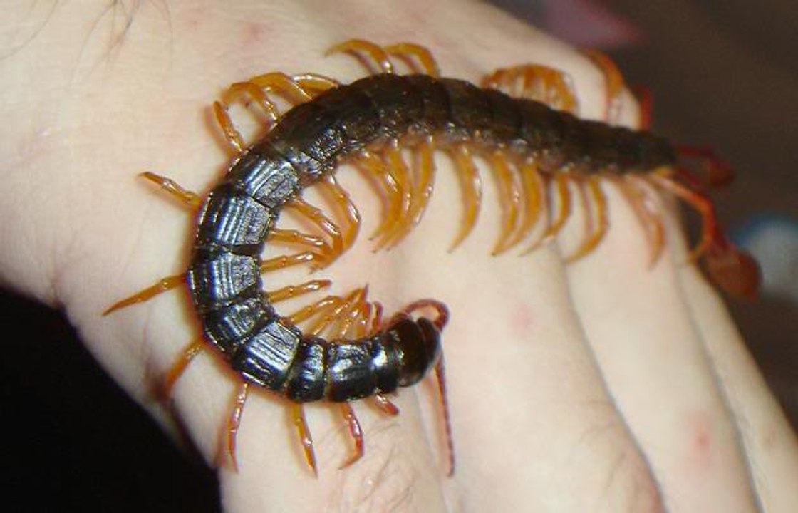 Most Dangerous Centipede vs Hamster Deadly Fighting