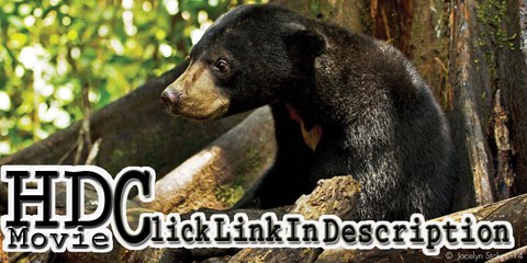 Stream The Jungle Book (2016) Online Movie