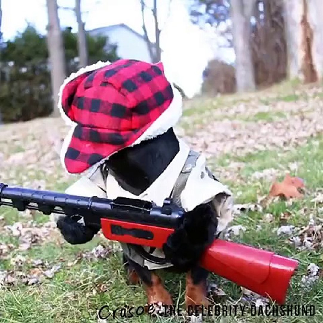 Le déguisement pour chien le plus Fun.. Chien chasseur et son fusil - Vidéo  Dailymotion