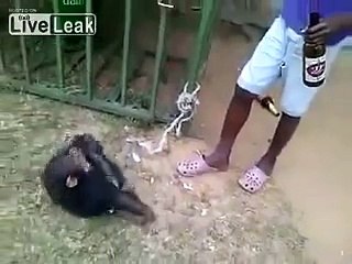 Bira Bağımlısı Alkolik Maymun