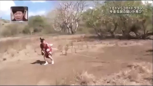 Encore une émission japonaise complètement folle! Se faire poursuivre par un dragon de komodo