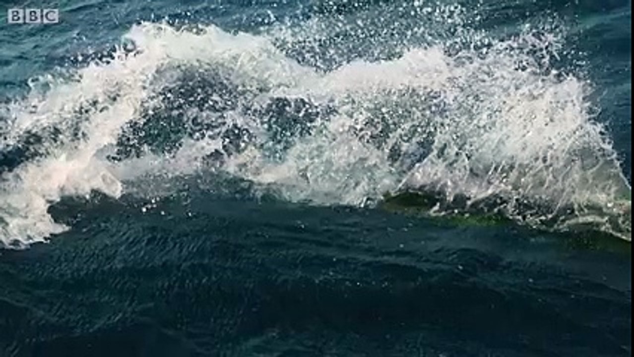 Flying Fishes!..Amazing!!