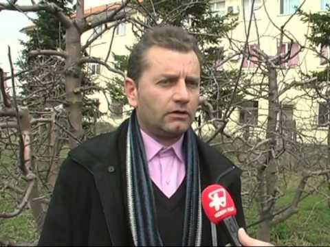 MIJERA TON MOLLE STOK KORCE,NUK KA TREG SHITJEJE PER SHKAK SE KA ÇMIM TE LARTE LAJM