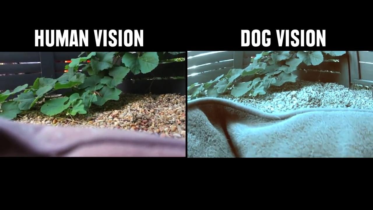 How Animals See The World