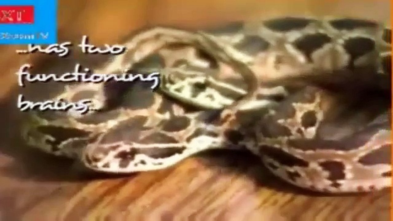 Five headed snake