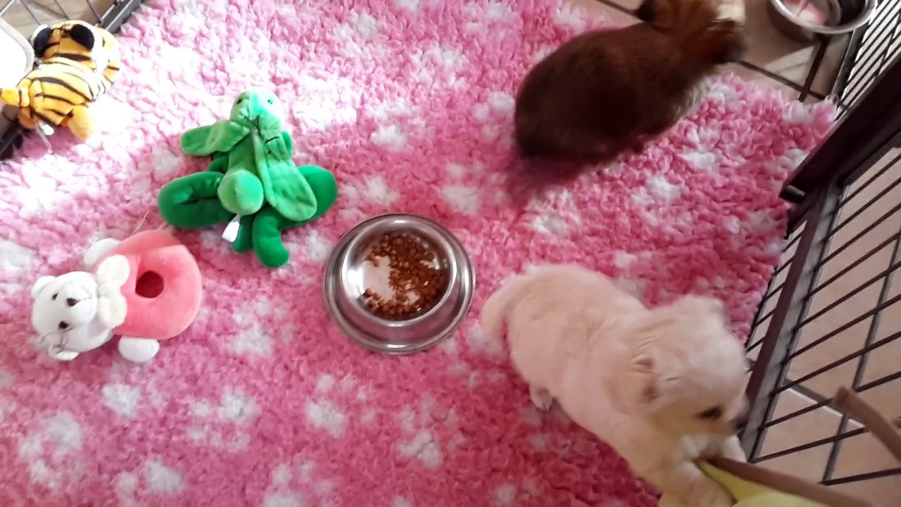 Bébés chihuahuas poils long LOF