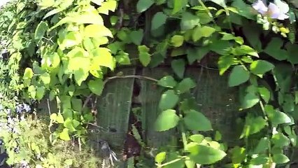Urban Flight - Wingsuit Flying Downtown _npmake.