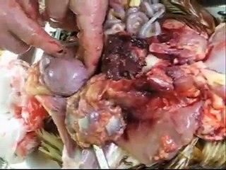 Introduction to avian anatomy