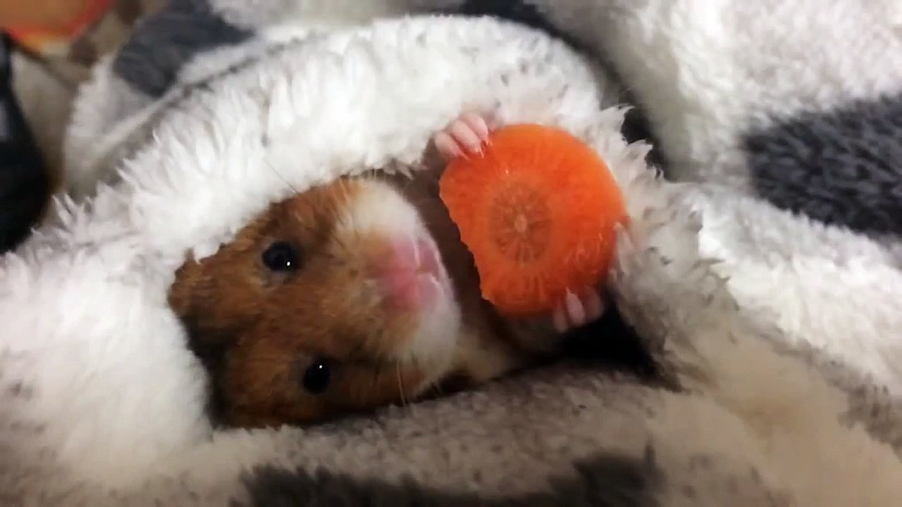 Un Hamster trop Mignon se Régale avec sa Carotte