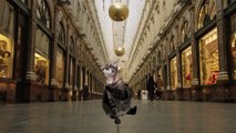Buzz : Les chats envahissent Bruxelles: la vidéo surréaliste des services de tourisme bruxellois ( #BrusselsLockdown ) !