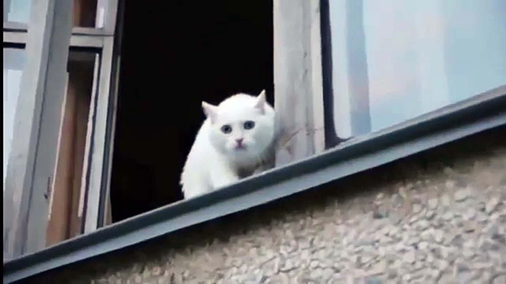 ⁣Белый кот - защитник своего дома! Потешные животные