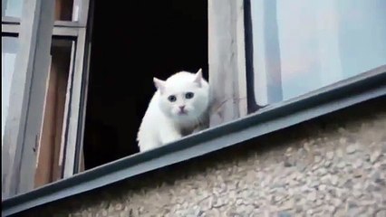 Белый кот - защитник своего дома! Потешные животные