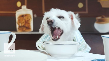 These 'Golden Dogs' thank you for being a friend