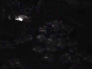 DROGE NE KORFUZ HASHASHI ERDHI NGA SHQIPERIA PRANGOSEN DY SHQIPTARE LAJM