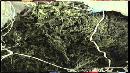 PSE TE MOS LEGALIZOHET HASHASHI NE SHQIPERI?