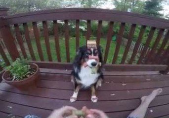 Australian Shepherd Has the Patience of a Saint