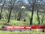 Larva procesionare mbulon parqet e Korçës - News, Lajme - Vizion Plus