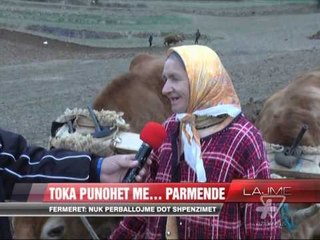 Toka punohet ende me parmendë - News, Lajme - Vizion Plus