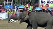 Elephant football in Surin, Thailand