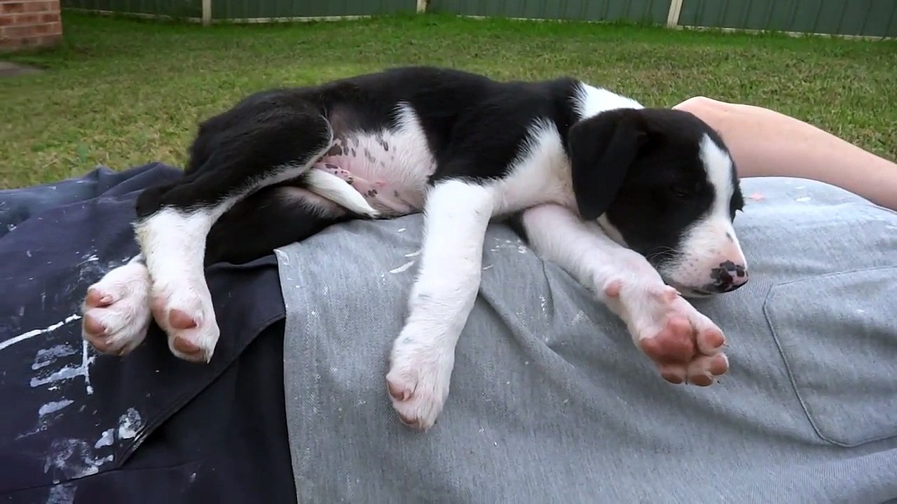 Un chiot trop mignon s'endort sur le ventre de son maître et tombe