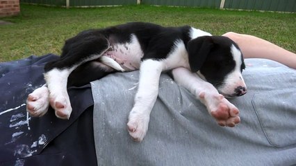 Un chiot trop mignon s'endort sur le ventre de son maître et tombe
