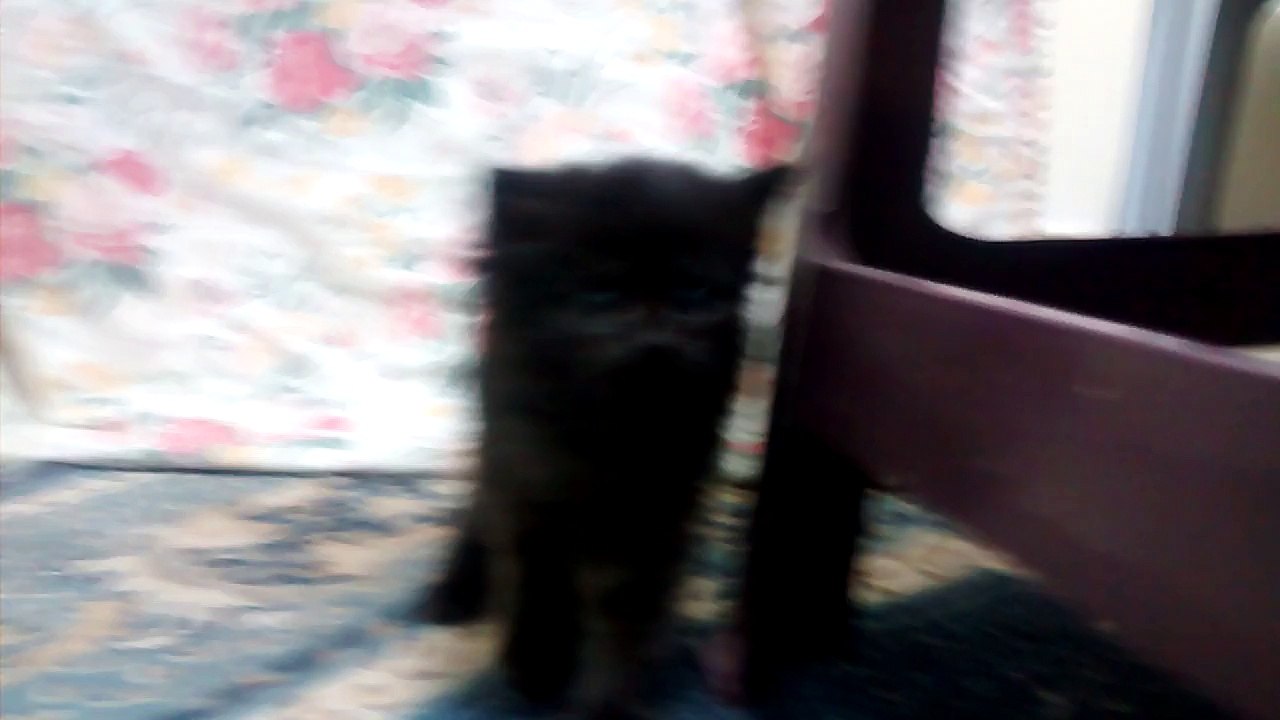 Lovely Kitten ( 1 month old )