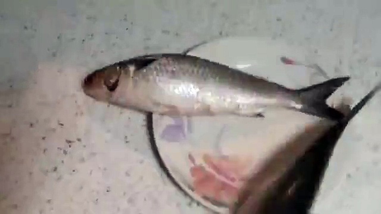 How To Make Fish and Chips - Extra Crispy Fish and Chips Recipe