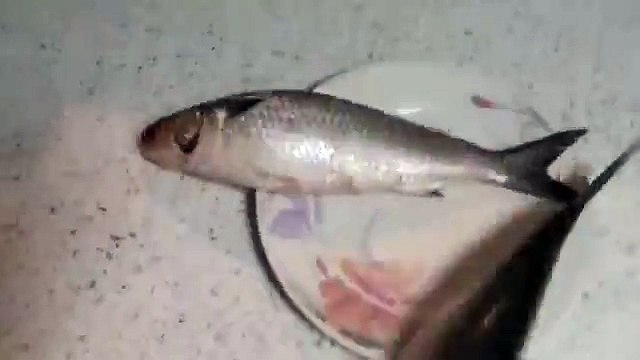 How To Make Fish and Chips - Extra Crispy Fish and Chips Recipe